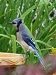 The Blue Jay (Cyanocitta cristata) is a North American jay