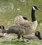 The Canada Goose (Branta canadensis) belongs to the Branta genus of geese