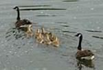 canada geese feed mainly on plant material