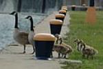 Like most geese, the Canada goose is naturally migratory with the wintering range being most of the 