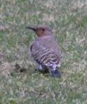 common flicker hunting for ants