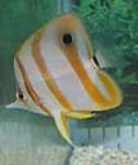 Copperbanded butterflyfish attain an average size of 7.9 inches