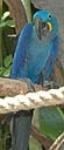 Hyacinth_macaw_picture