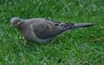 Mourning Dove The Mourning Dove (Zenaida macroura) is a member of the dove family