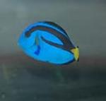 the regal tang is reef safe fish