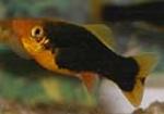 The Platy comes from Central America from Mexico to Guatemala.