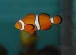 Percula Clownfish