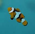 The common Clownfish is found widespread throughout the tropical 