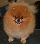 The Pomeranian is a compact, short-backed, active toy dog