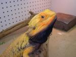 bearded dragon ceasar - Courtesy of sunshinedragons.com