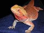 Feed adult bearded dragons 3-5 times a week