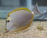 The blonde naso tang is basically an omnivore but will eat more vegetable matter.