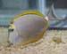 blonde naso tang thumb