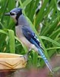 Blue Jays reside over a very large area of the eastern side of North America