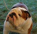 The perfect Bulldog must be of medium size and smooth coat