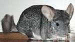 Chinchillas can live for fifteen to twenty years with proper care