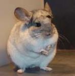 Chinchillas came from high up in the Andes Mountains