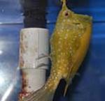 Cowfish can exceed 18 inches