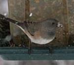 the Dark-eyed Junco is a widespread and common small sparrow, 