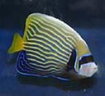 emperor angelfish can grow in excess of 15 inches
