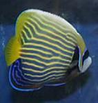 Emperor angelfish are not really reef friendly