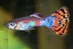 The Guppy comes from South America. These fish are livebearers
