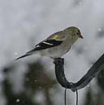 American Goldfinch is frequently found in weedy fields and bird feeders. 