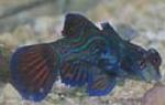 The green mandarinfish as picture shows is quite a colorful fish