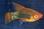 Platy in general can be kept with most other species