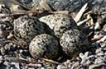 killdeer eggs