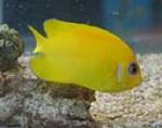Lemonpeel angelfish grow to about 5.5 inches