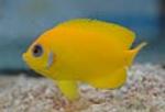 Lemonpeel angelfish are not recommended for reefs