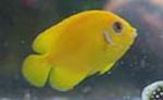 Lemonpeel angelfish need a varied diet