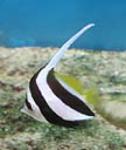 Black and White Heniochus or Bannerfish adults can grow to 9 inches