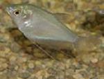The moonlight gourami is generally a peaceful fish.