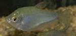 The maximum length of a moonlight gourami is 6.0 inches