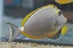 The blonde naso tang comes from the Red Sea and Indian Ocean areas.