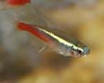 Neon tetra are small, peaceful fish