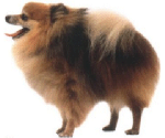 The Pomeranian is a compact, short-backed, active toy dog.