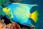 Be forewarned that like other large angelfish, adult queen angelfish may not reach the full color po