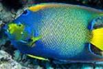 the queen angelfish will bite at or eat corals and clams and sponges. 