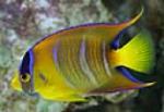 The Queen angelfish inhabits coral reefs in tropical western Atlantic waters