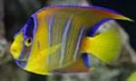 queen angelfish pic w