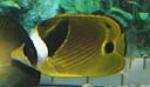 Raccoon butterflyfish come from the Indo-Pacific region