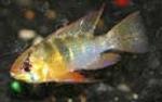 The ram cichlid is a good looking freshwater fish