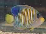 regal angelfish is a possibly low level (hard) fish to maintain