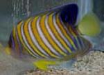 The regal angelfish is one of the larger angelfish