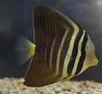 Sailfin tangs are fairly hardy - however large and need adequate space
