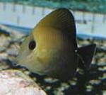 The scopas tang is a pretty hardy fish to maintain.