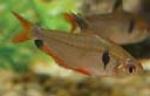 The Serpae tetra comes from Amazonia.